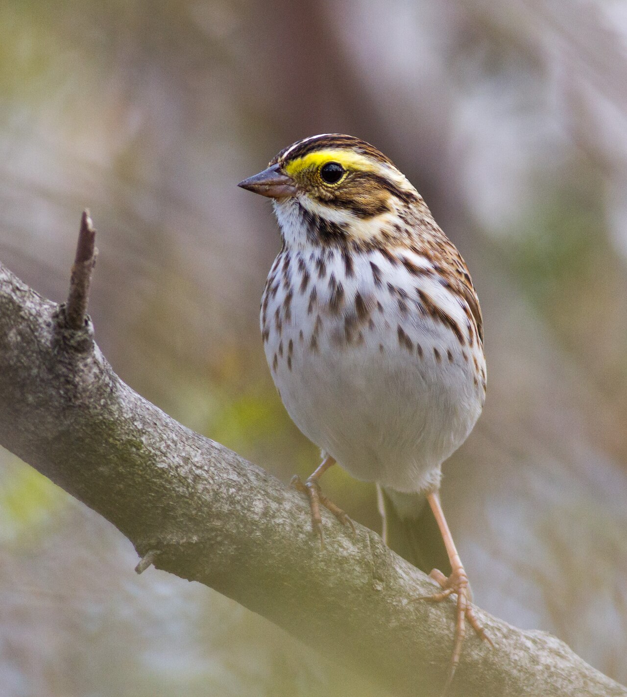 Entry 3 — Spring migration on the Bold Coast