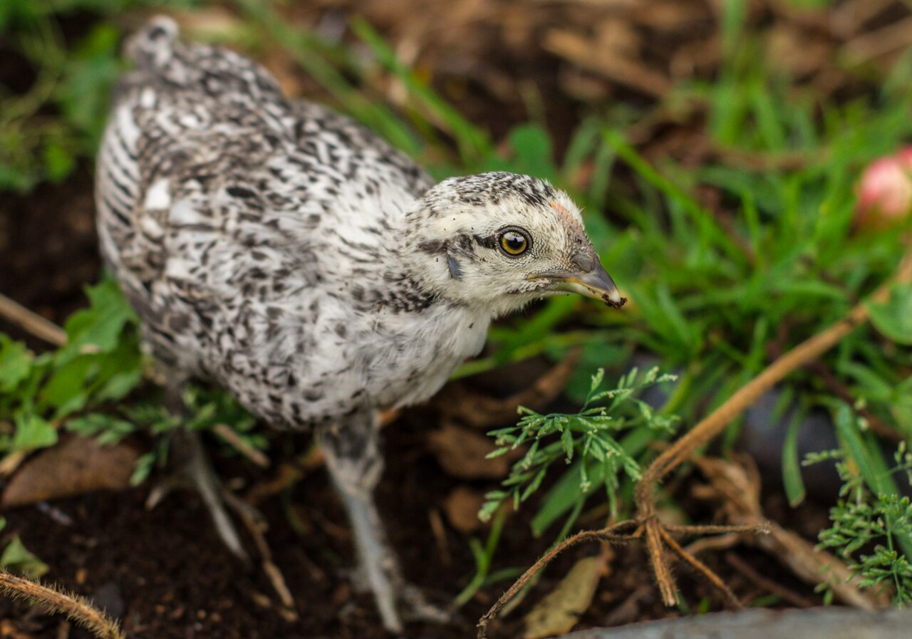 Entry 4 — Breeding summer on the offshore islands